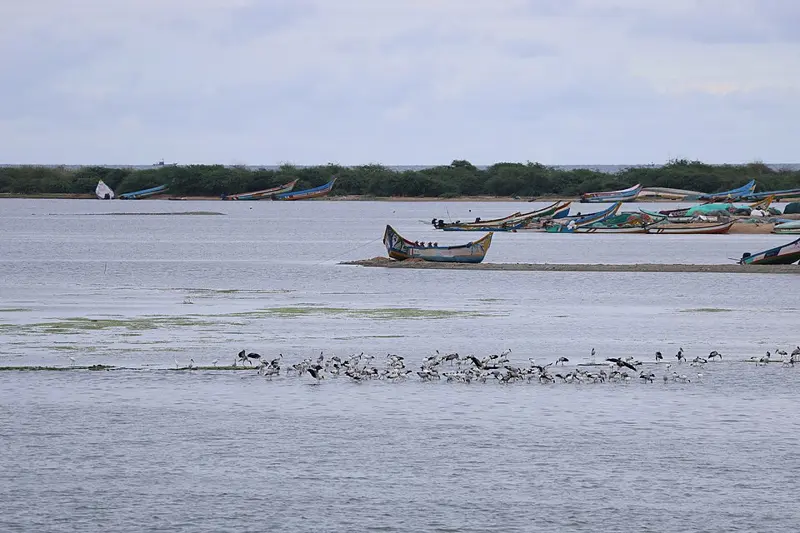 Water and shoreline at Pulicat Lake