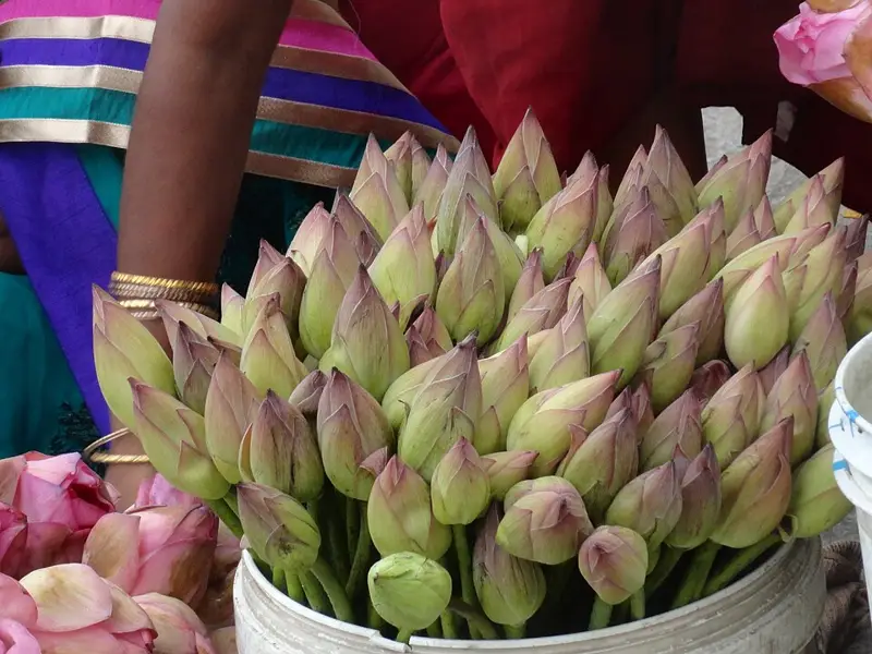 Lotus flowers for sale in front of the Padmavathi temple, Tiruchanur